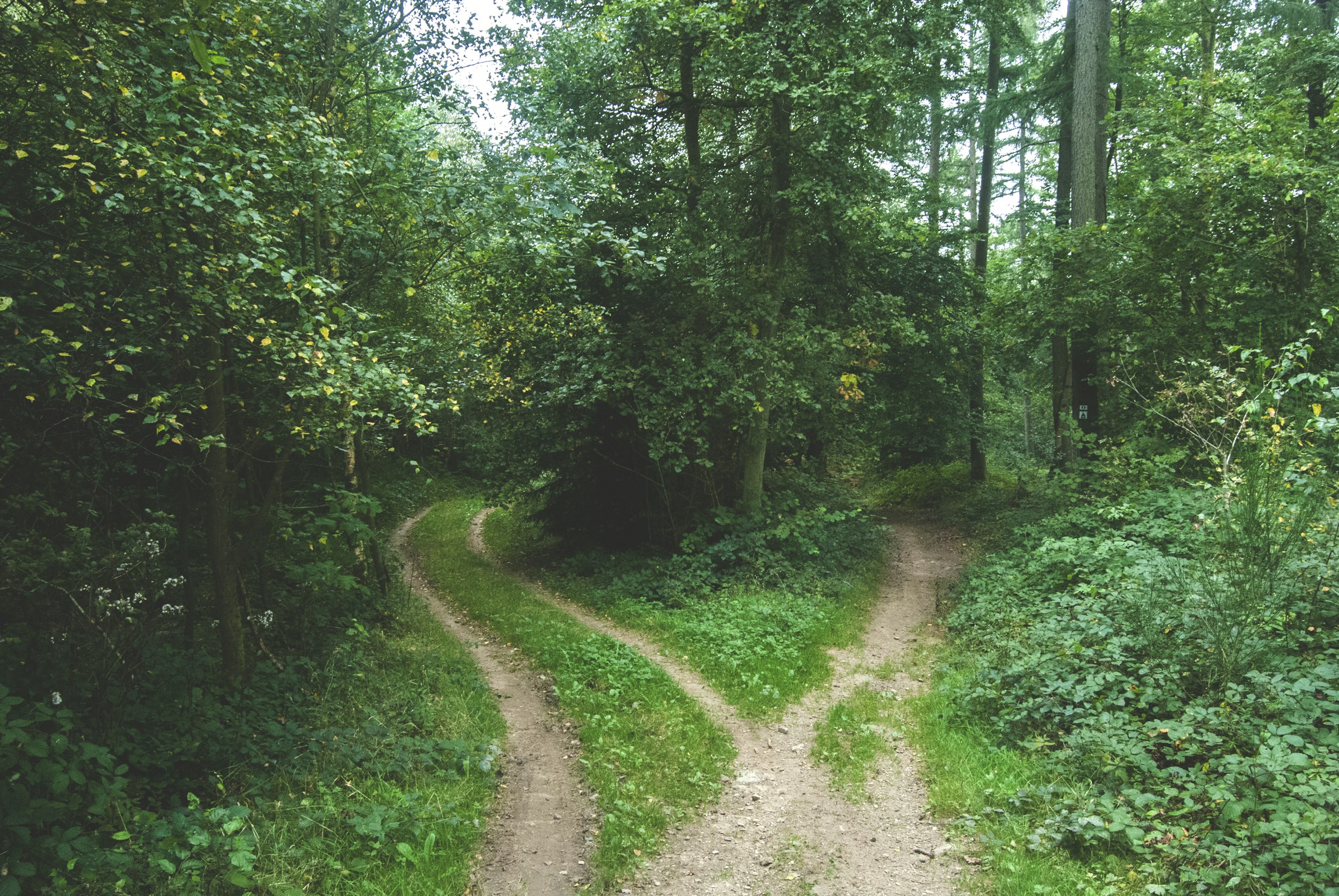 Un chemin forestier se divise en deux directions